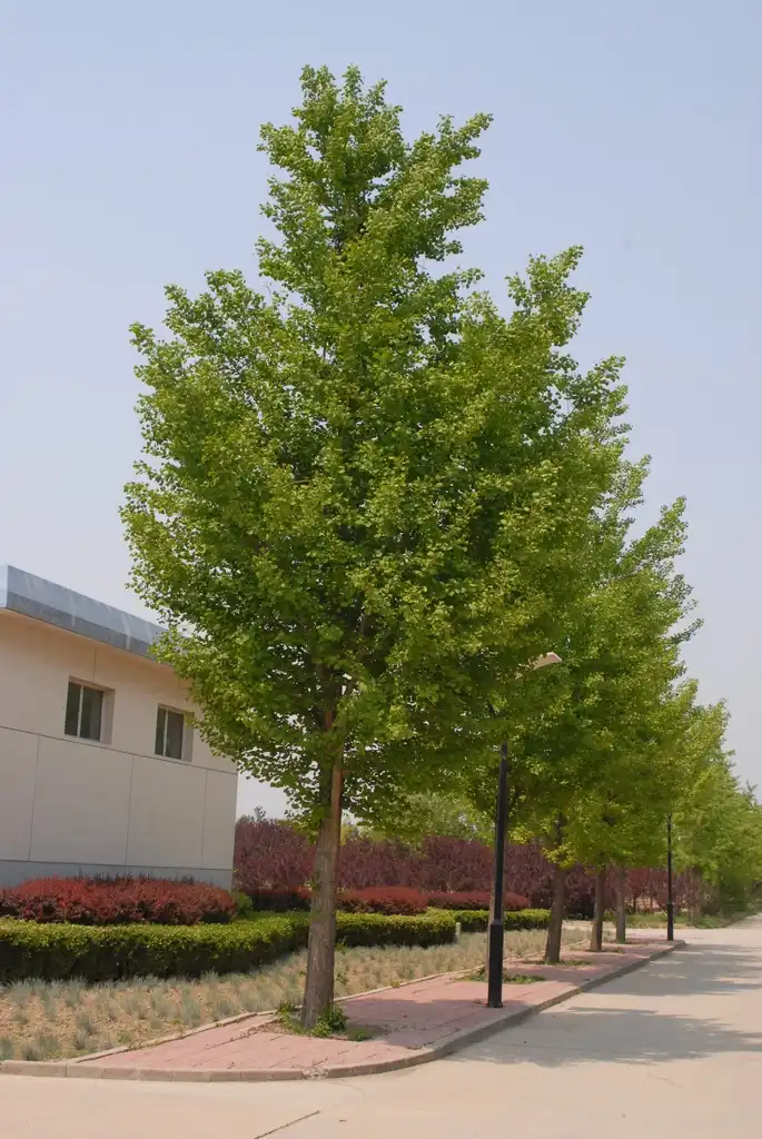Photo of Ginkgo biloba - Tree Line:Jim Robbins