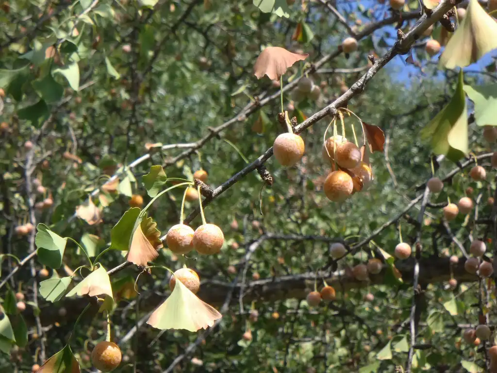 Photo of Ginkgo biloba - Seeds:Jim Robbins
