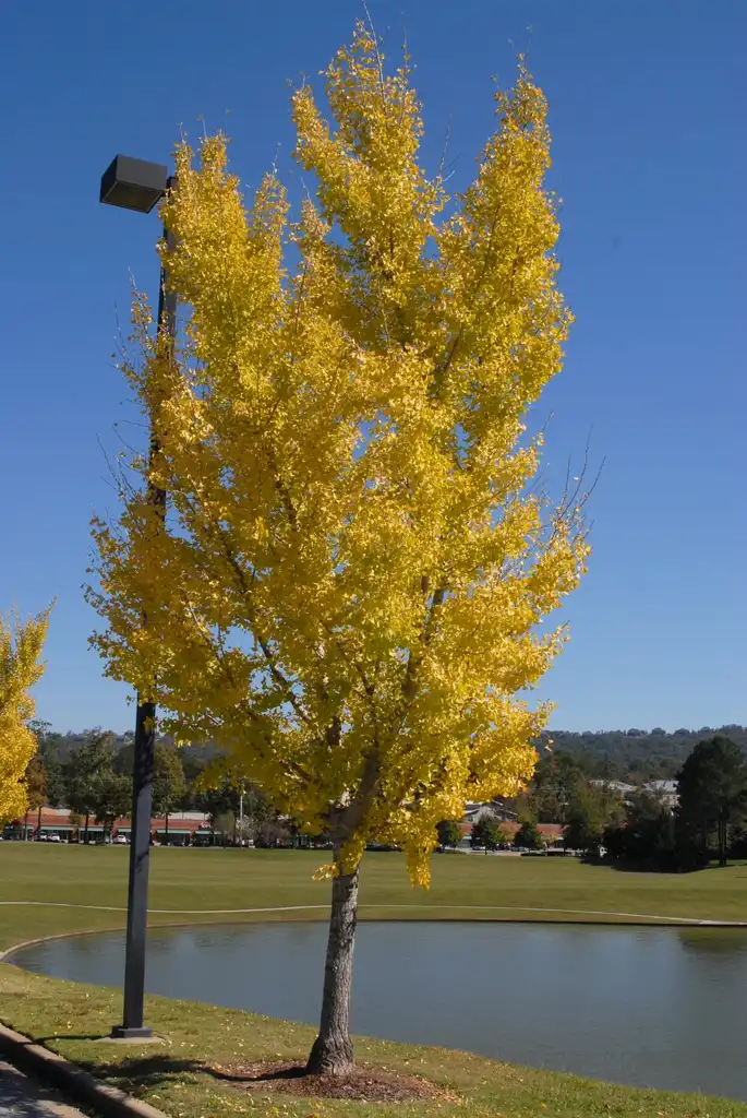 Photo of Ginkgo biloba - 'Golden Globe' Fall Color Form:Jim Robbins