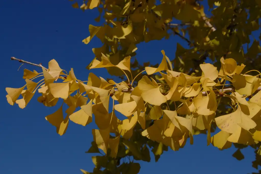 Photo of Ginkgo biloba - 'Golden Globe' Fall Color Leaf:Jim Robbins