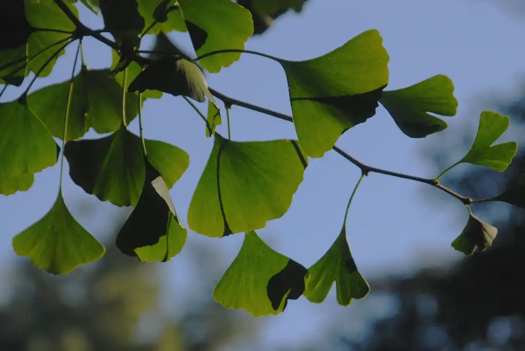 Photo of Ginkgo biloba - Leaves:Jim Robbins