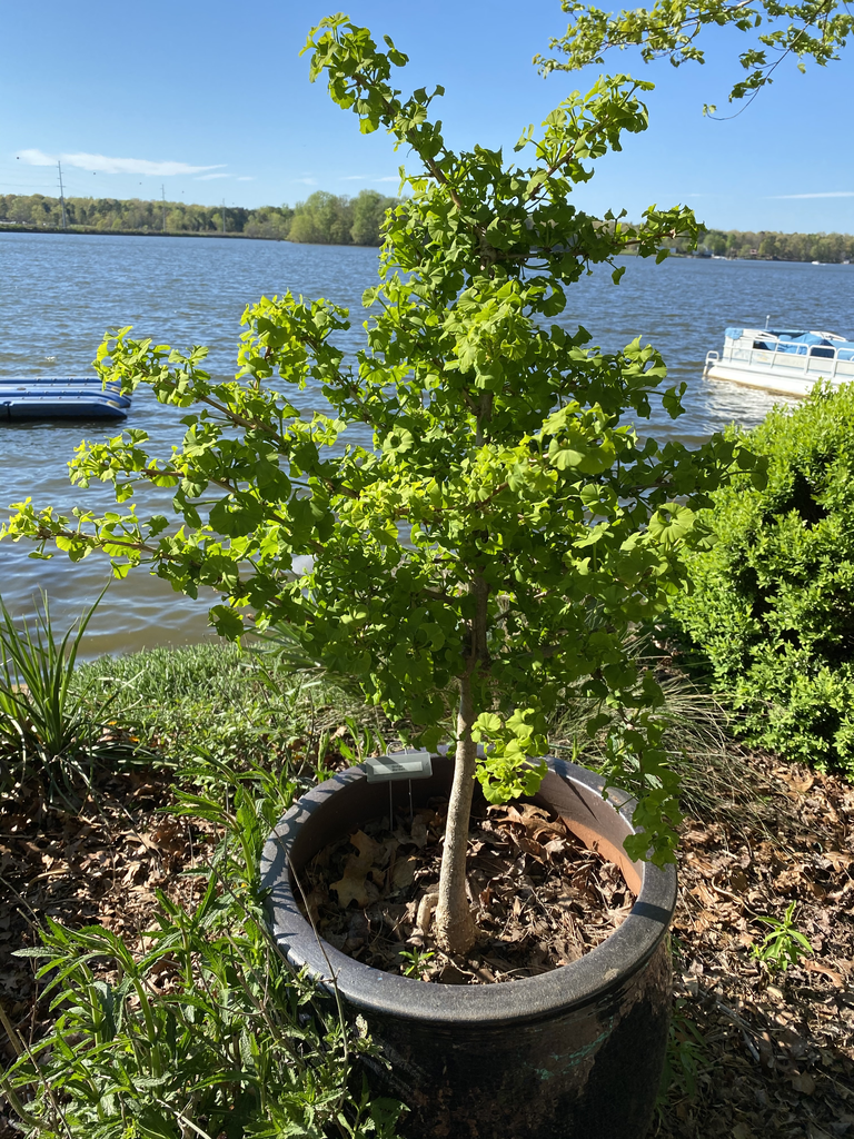 Photo of Ginkgo biloba - 'Mariken' Form in Pot (Davidson County,NC)-April:Kathy Sill