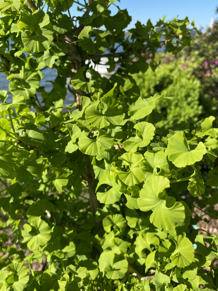 Photo of Ginkgo biloba - 'Mariken' Leaves Close-Up (Davidson County,NC)-April:Kathy Sill