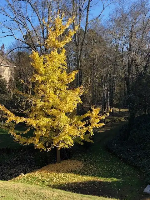 Photo of Ginkgo biloba - Form (Cabarrus County,NC)-Fall:Mark Robinson