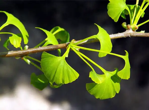 Photo of Ginkgo biloba - Foliage:Chupacabra Viranesque