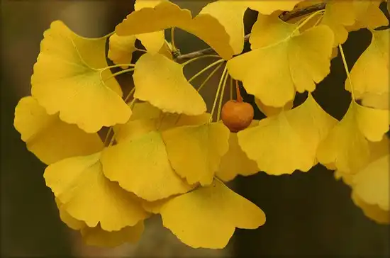 Photo of Ginkgo biloba - Fall Foliage:Maxmaria