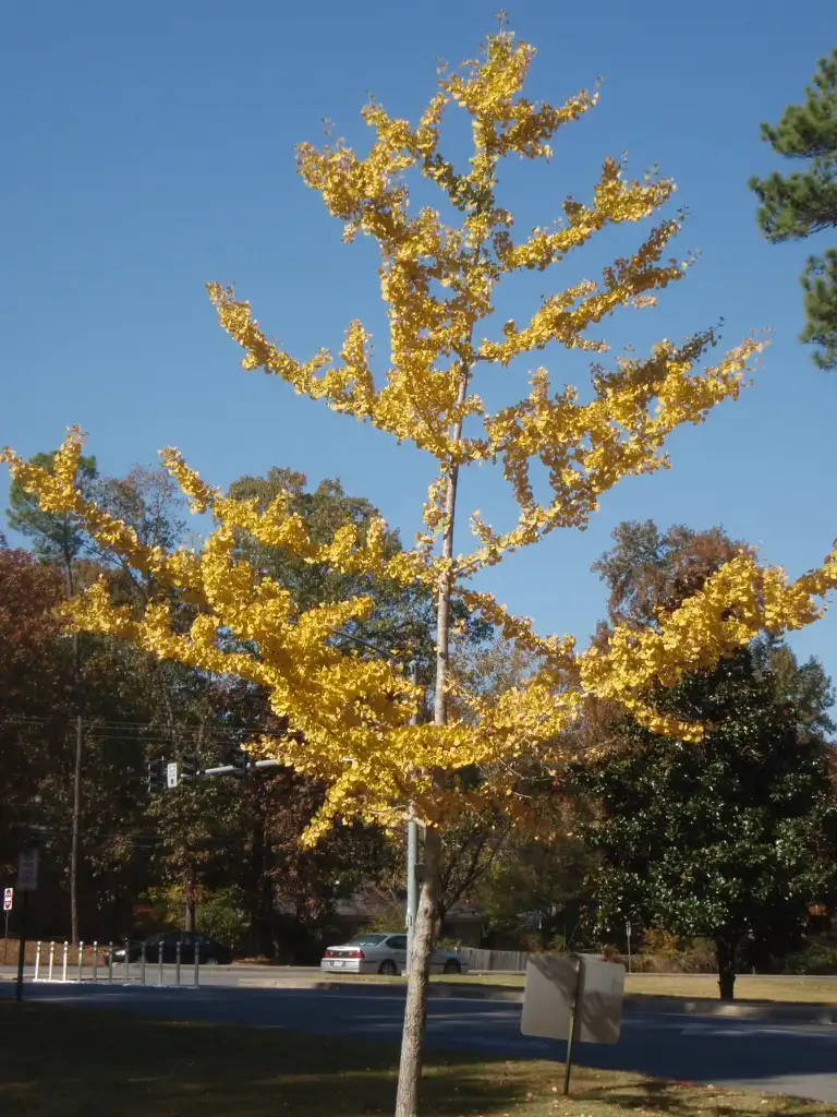 Photo of Ginkgo biloba - Fall Form Close-up:Jim Robbins