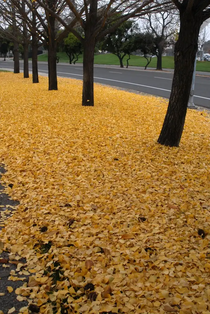Photo of Ginkgo biloba - Fall Leaf on ground:Jim Robbins
