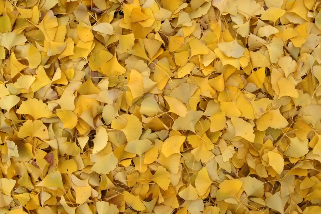 Photo of Ginkgo biloba - Fall Leaf:Jim Robbins