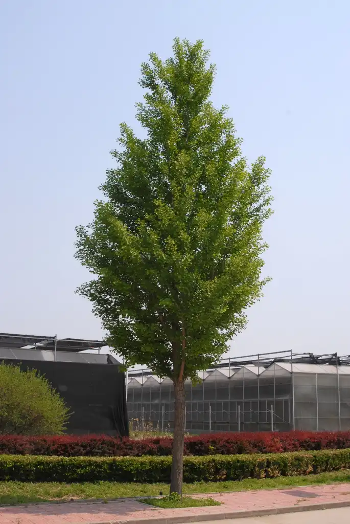 Photo of Ginkgo biloba - Tree:Jim Robbins