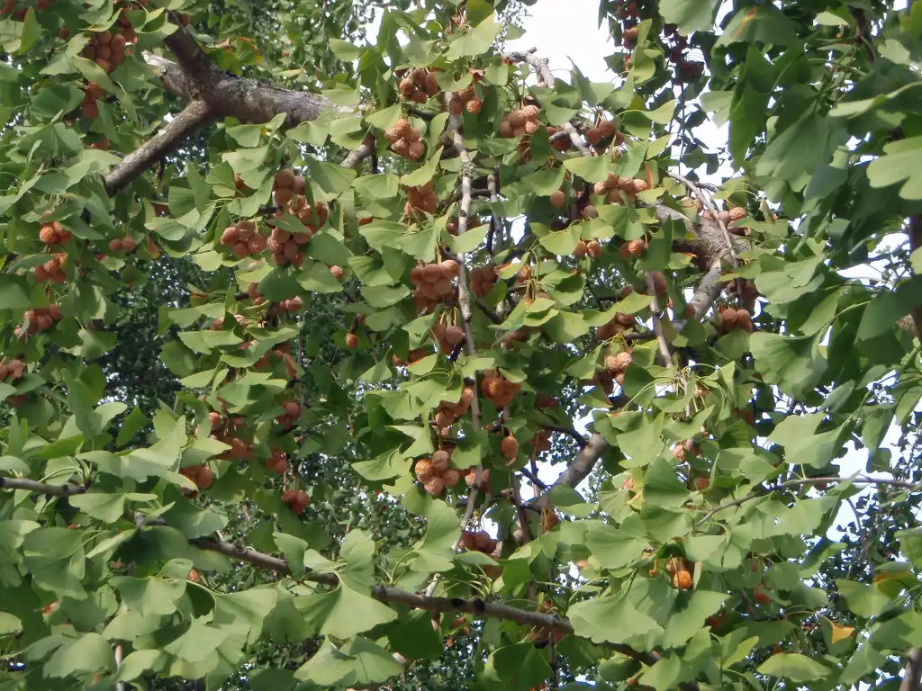 Photo of Ginkgo biloba - Seed and leaf:Jim Robbins