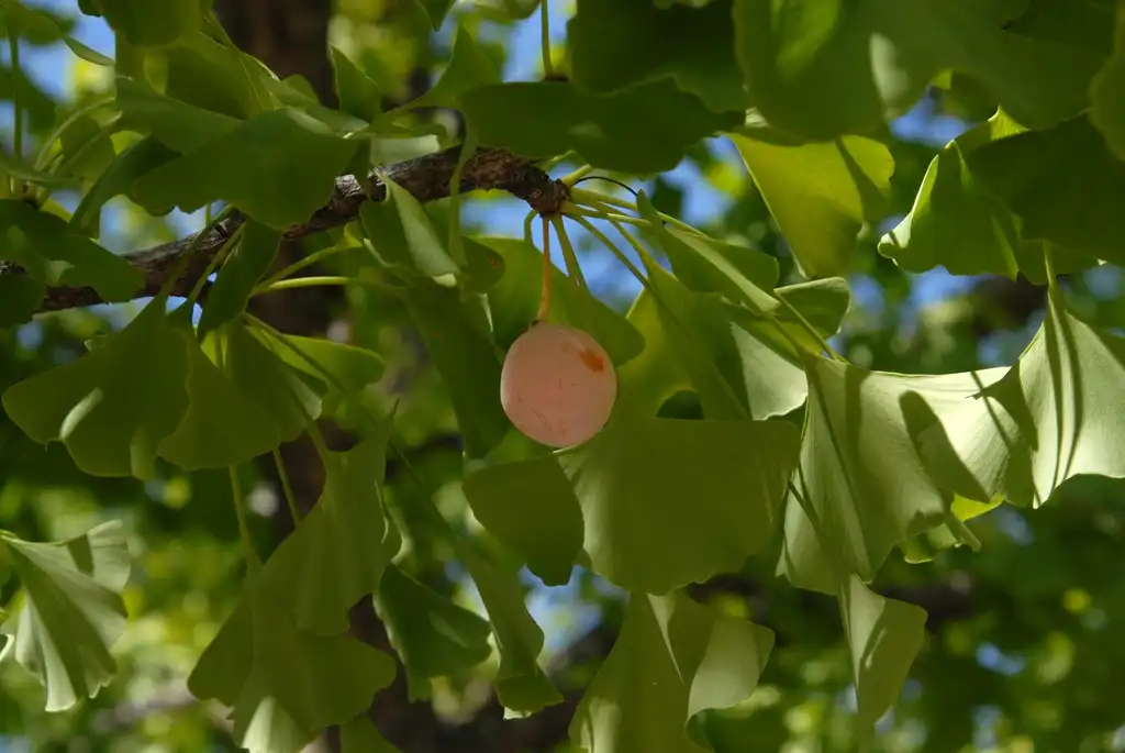 Photo of Ginkgo biloba - Seed and leaf close-up:Jim Robbins