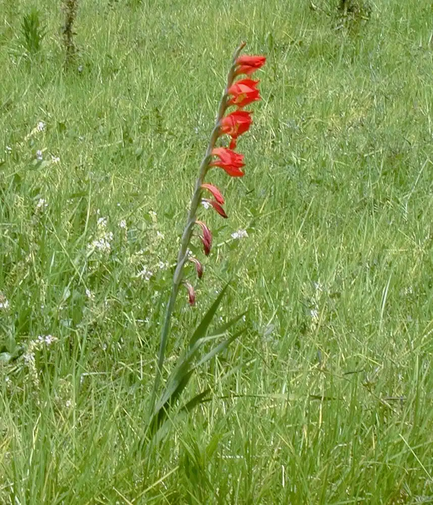 Foto de Gladiolus (Gladioluss)