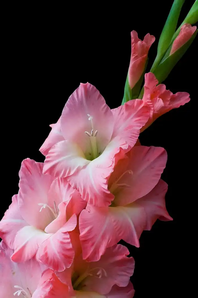 Foto de Gladiolus (Gladioluss)