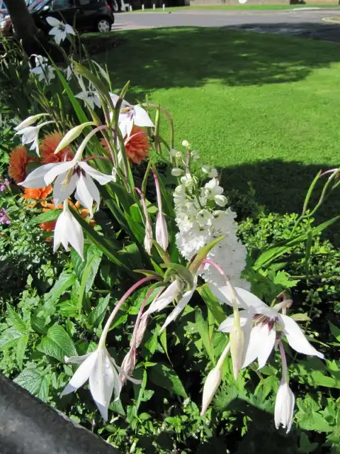 Foto de Gladiolus - Flowers:Leonora (Ellie) Enking