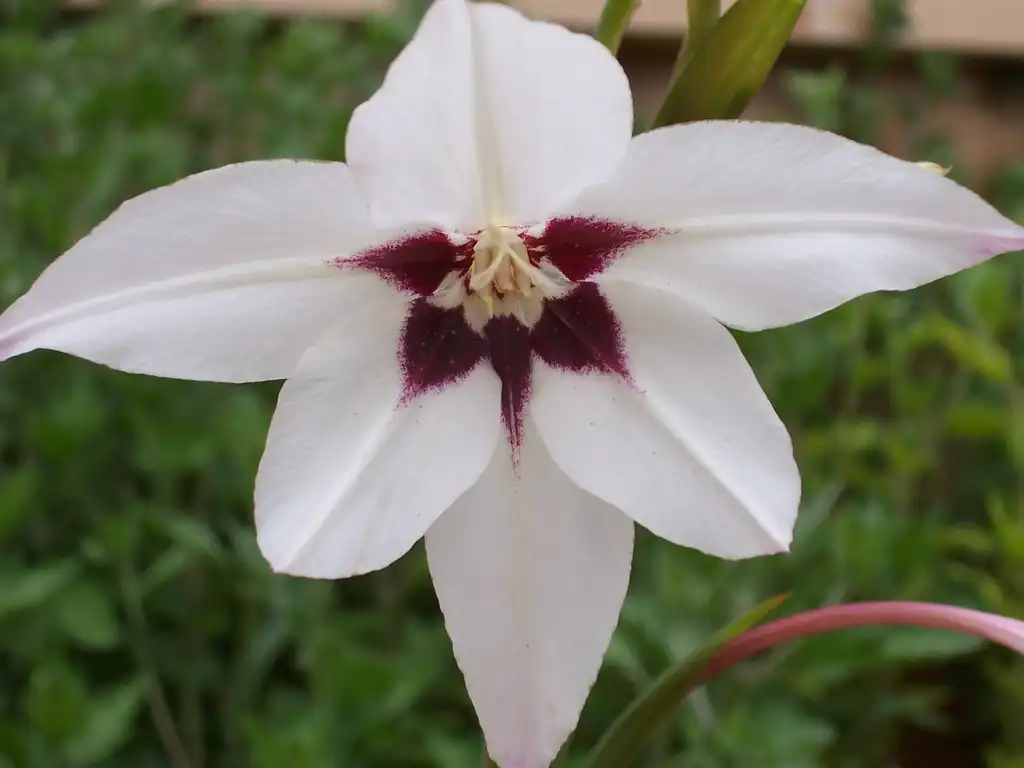 Foto de Gladiolus - Closeup of Gladiolus murielae flower:Patrick Standish