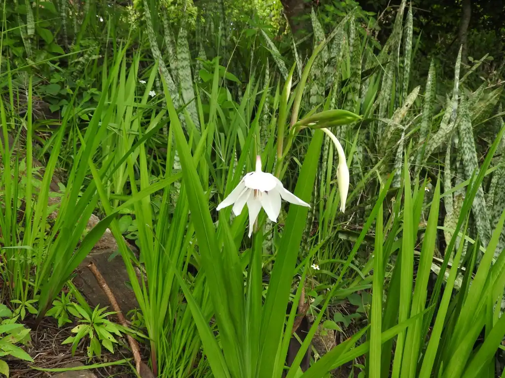 Foto de Gladiolus - Leaf form:Yercaud-elango