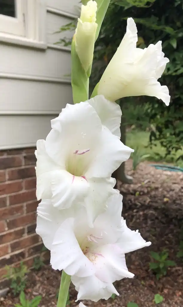 Foto de Gladiolus - flower closeup, late spring, Wake County, NC:Cathy Dewitt