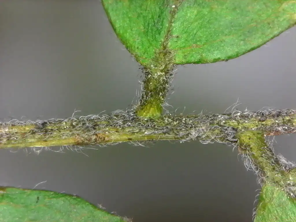 Photo of Gleditsia triacanthos var. inermis (Gleditsia triacanthos var. inermiss)