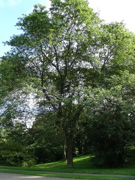 Фото Gleditsia triacanthos (Gleditsia triacanthoss)