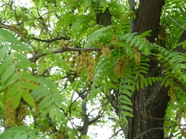 Фото Gleditsia triacanthos (Gleditsia triacanthoss)