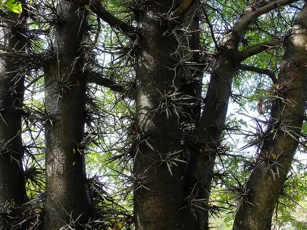 Фото Gleditsia triacanthos - Thorns are the reason this does not make a good landscape tree.:Geneva Wirth