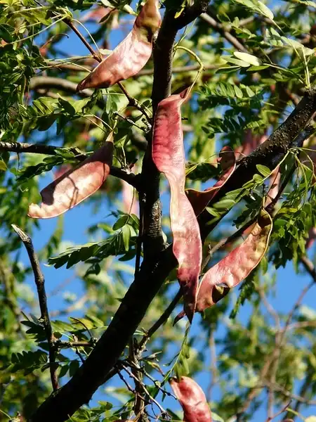 Фото Gleditsia triacanthos - Fruits are red-brown legume pods.: