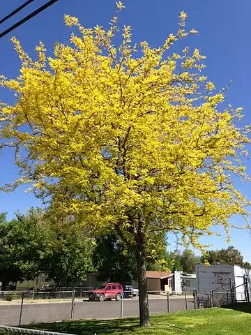 Фото Gleditsia triacanthos - 'Sunburst' is fruitless and thornless:Famartin
