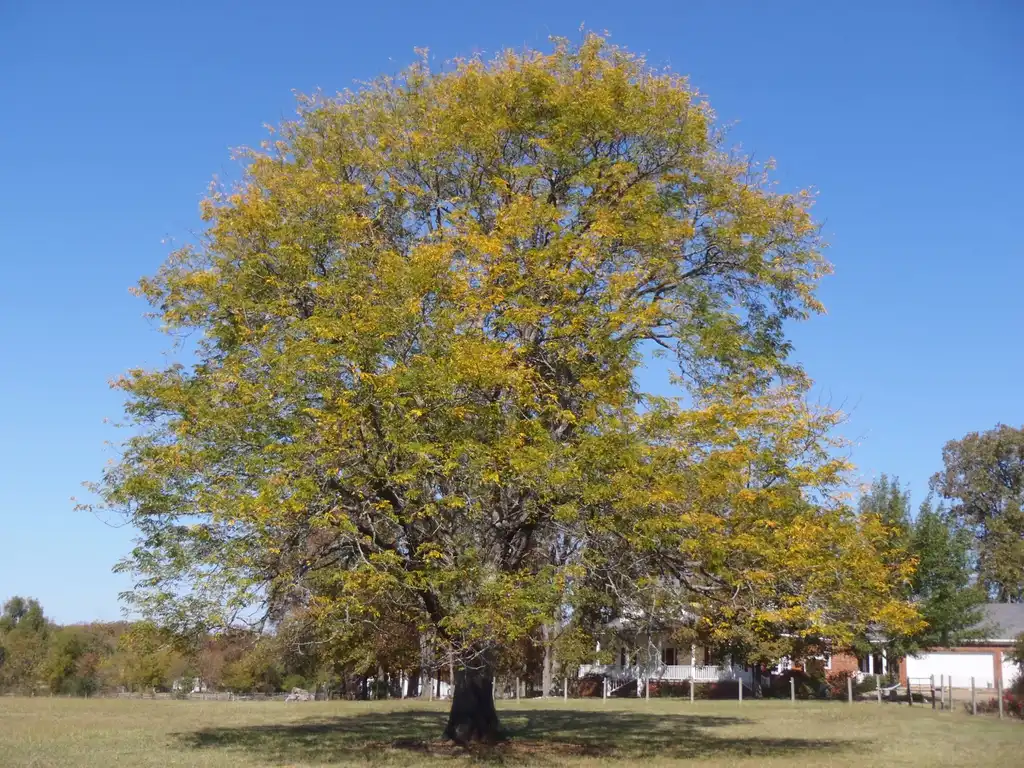 Фото Gleditsia triacanthos - Fall Color Tree:Jim Robbins