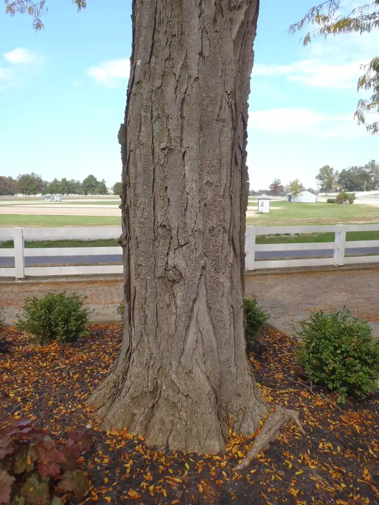 Фото Gleditsia triacanthos - Gleditsia triacanthos v inermis Bark:Jim Robbins