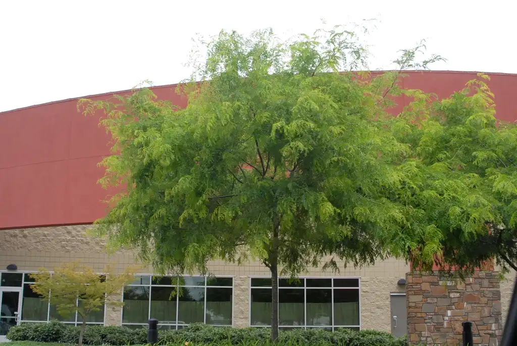 Фото Gleditsia triacanthos - Gleditsia triacanthos v inermis Form:Jim Robbins
