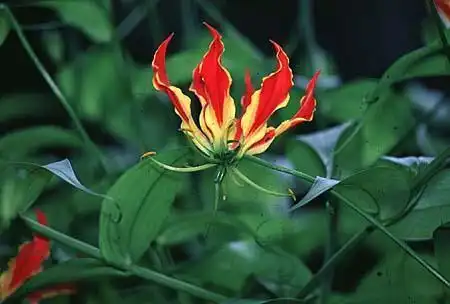 Foto de Gloriosa superba (Gloriosa superbas)