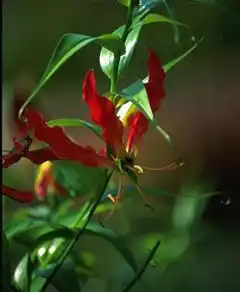 Foto de Gloriosa superba (Gloriosa superbas)