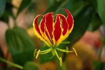 Photo of Gloriosa (Gloriosas)