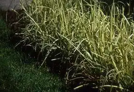 Foto de Glyceria maxima 'Variegata' (Glyceria maxima 'Variegata's)