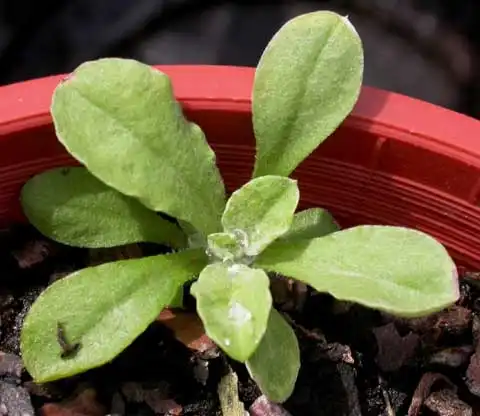 Фото Gnaphalium (Gnaphaliums)