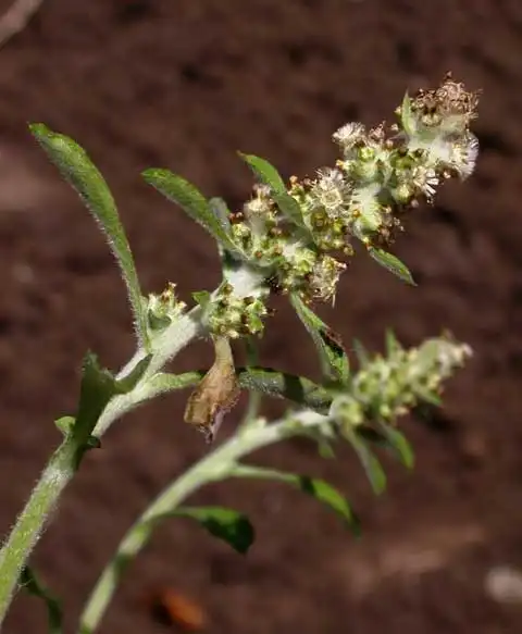 Фото Gnaphalium (Gnaphaliums)