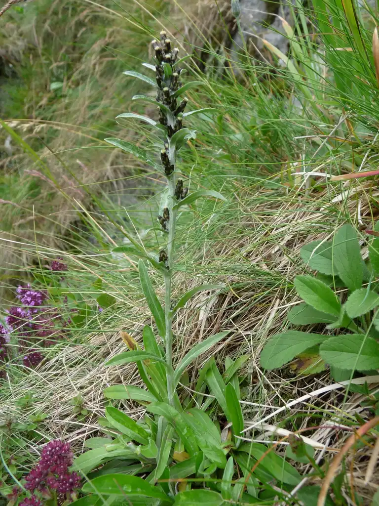 Фото Gnaphalium - Gnaphalium norvegicum habit:Florian Grossir