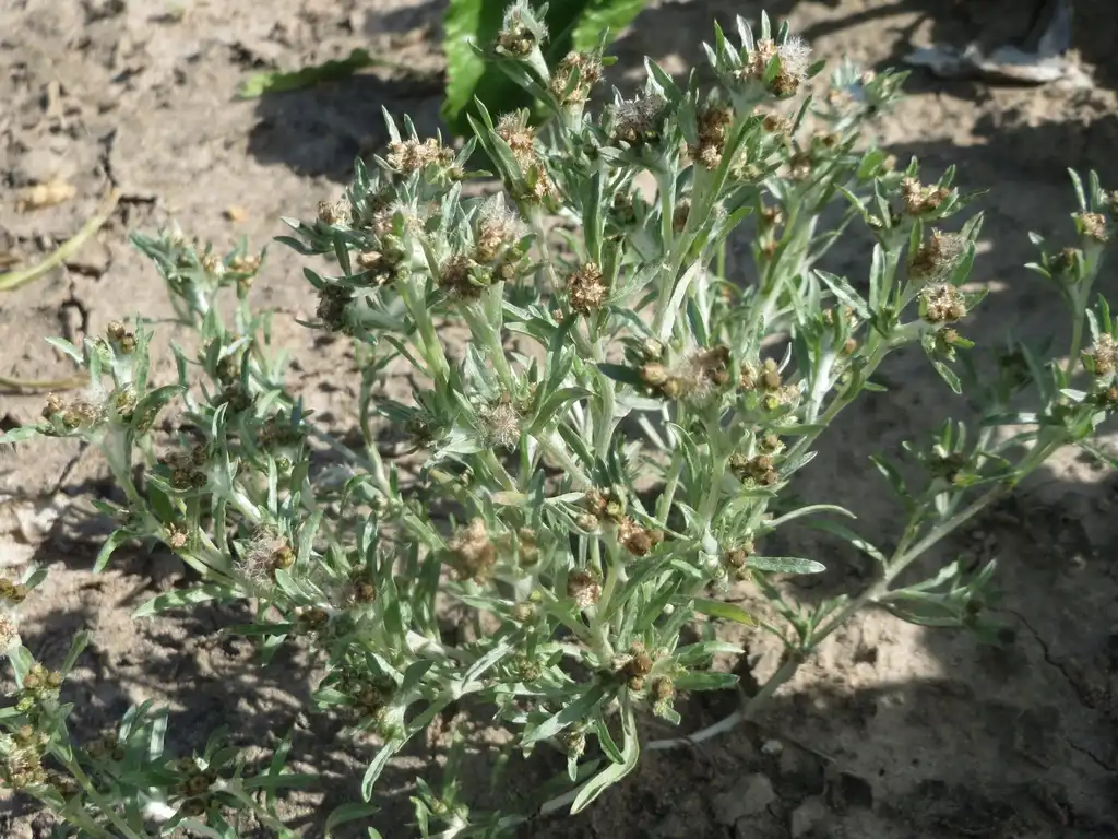 Фото Gnaphalium - Gnaphalium uliginosum:Andreas Rockstein