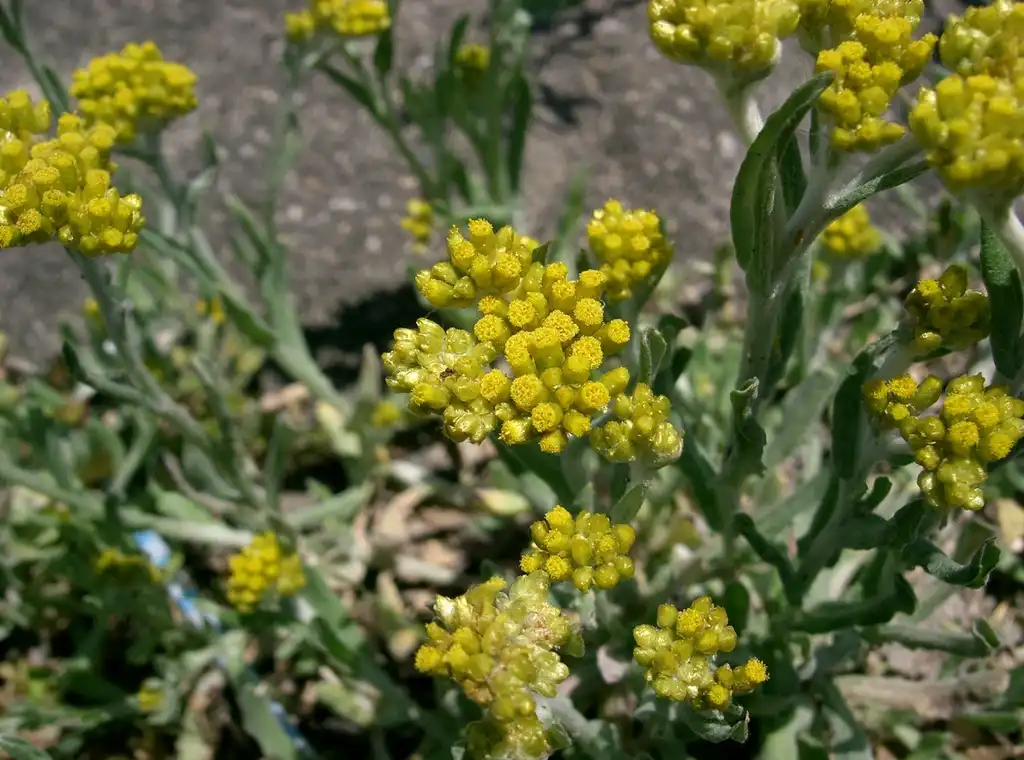 Фото Gnaphalium - Gnaphalium affine:KENPEI