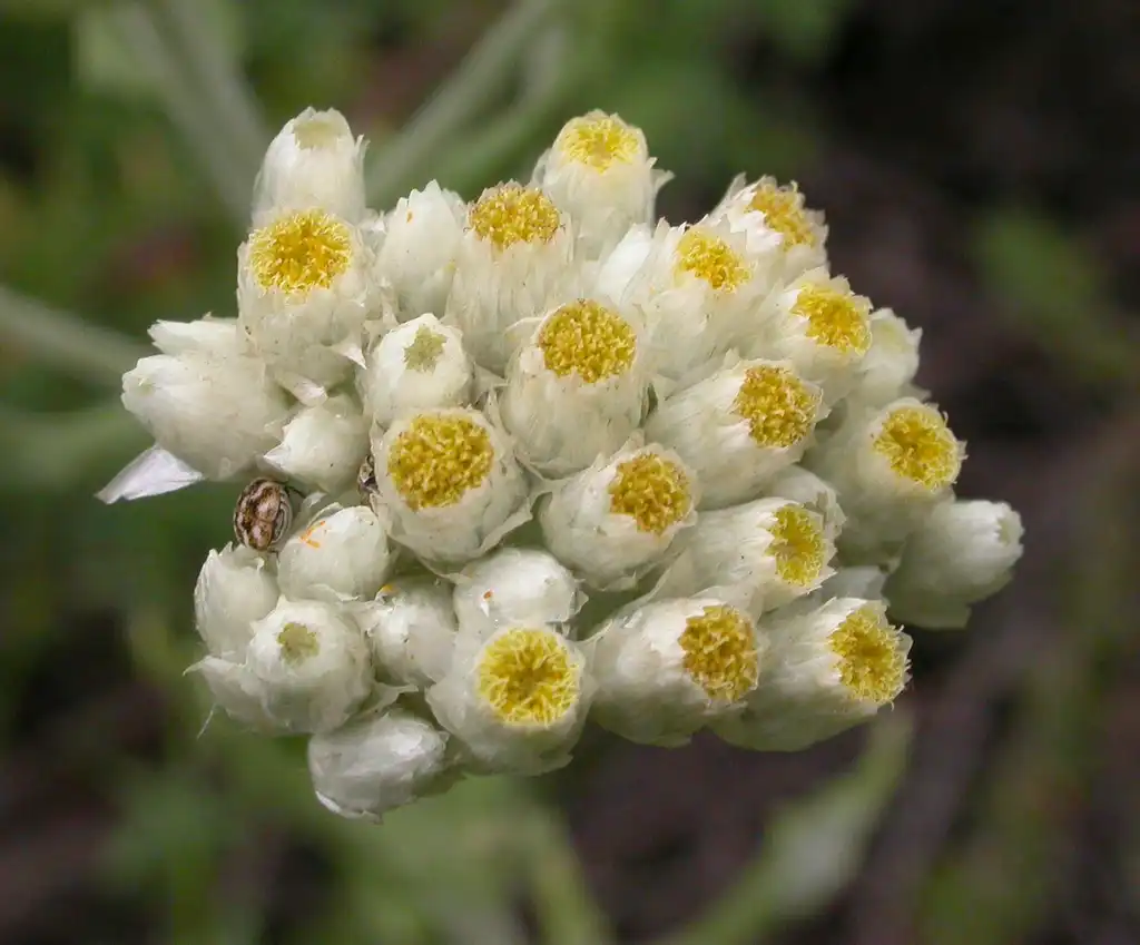 Фото Gnaphalium - Gnaphalium californicum capitulescence:Curtis Clark