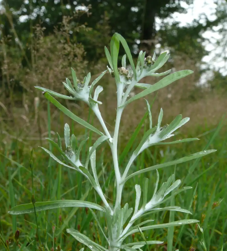 Фото Gnaphalium - Gnaphalium uliginosum:Bernd Haynold