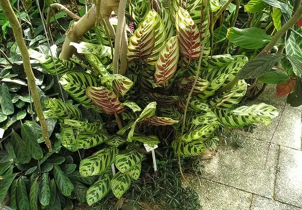 Фото Goeppertia makoyana (Goeppertia makoyanas)