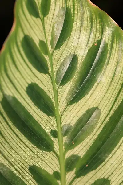 Фото Goeppertia makoyana - Calathea makoyana leaf close-up:TANAKA Juuyoh