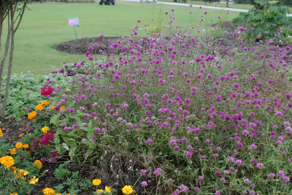 Photo of Gomphrena globosa 'Fireworks' (Gomphrena globosa 'Fireworks's)