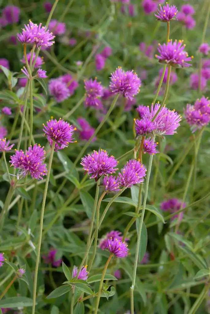 Photo of Gomphrena globosa 'Fireworks' (Gomphrena globosa 'Fireworks's)