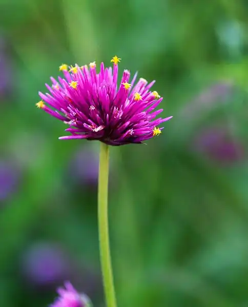 Photo of Gomphrena globosa 'Fireworks' - Flower close up:Dwight Sipler