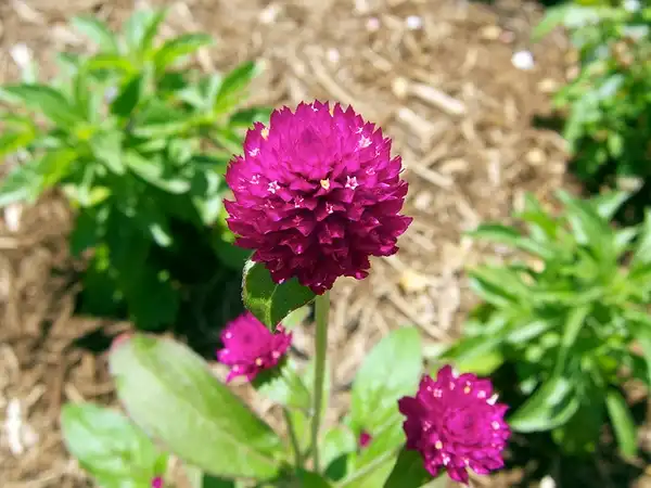 Foto de Gomphrena globosa (Gomphrena globosas)