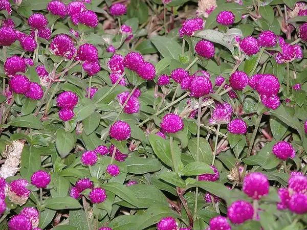 Foto de Gomphrena globosa (Gomphrena globosas)