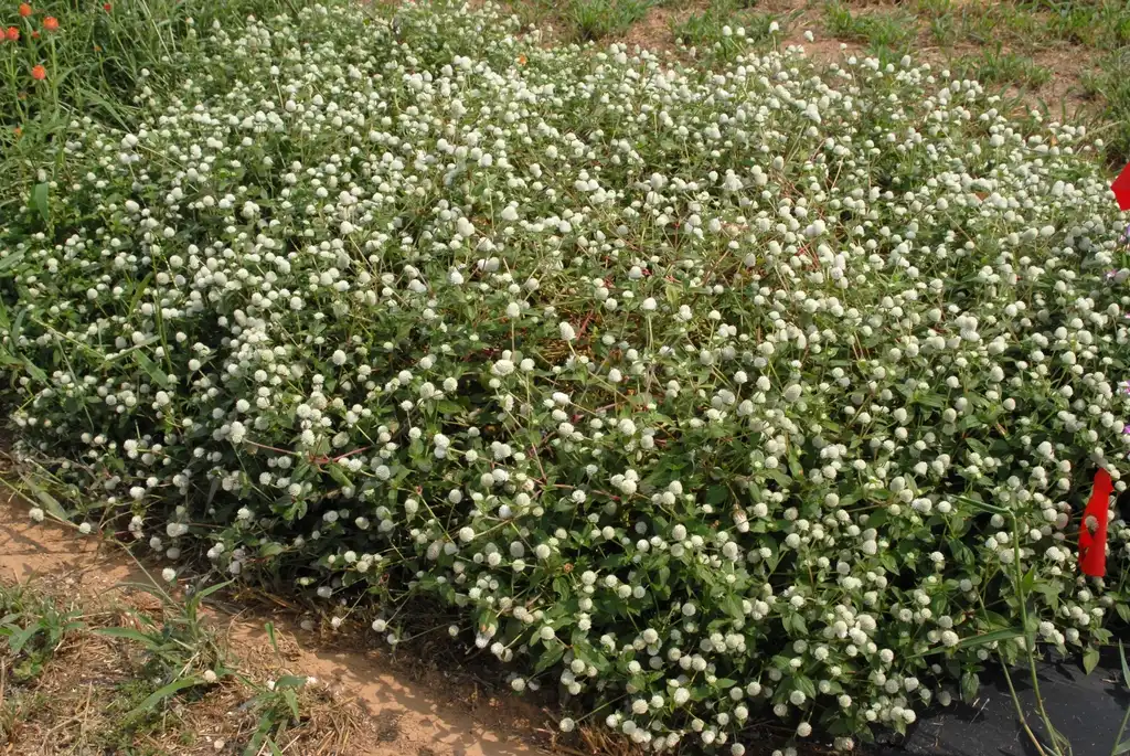 Foto de Gomphrena globosa - 'Pinball White' Flower Form:Jim Robbins